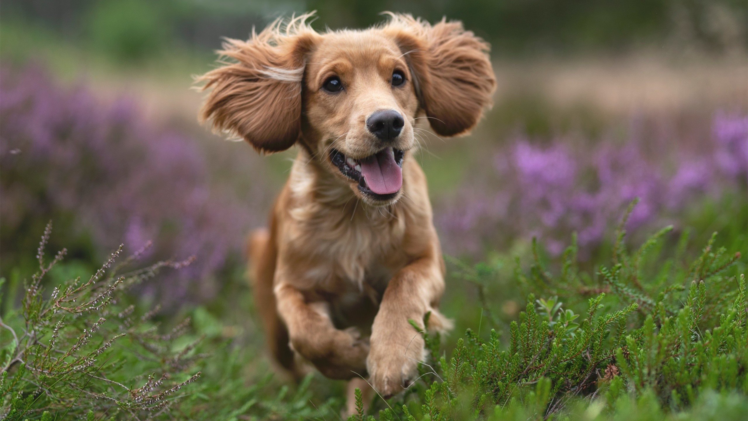 kaiyun.com-科比：用勤奋和拼搏铸造“永不言弃”的战神！，科比的奋斗史