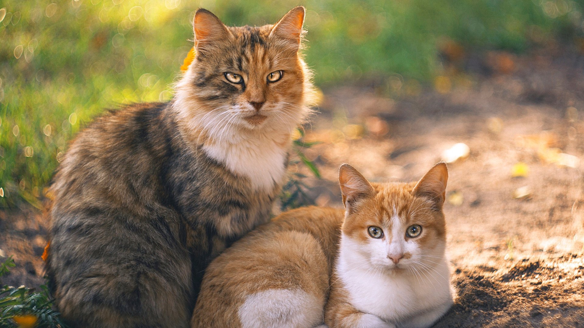 开云·体育全站登录地址-英雄联盟 赛区实力排名更新，英雄联盟各大赛区排名