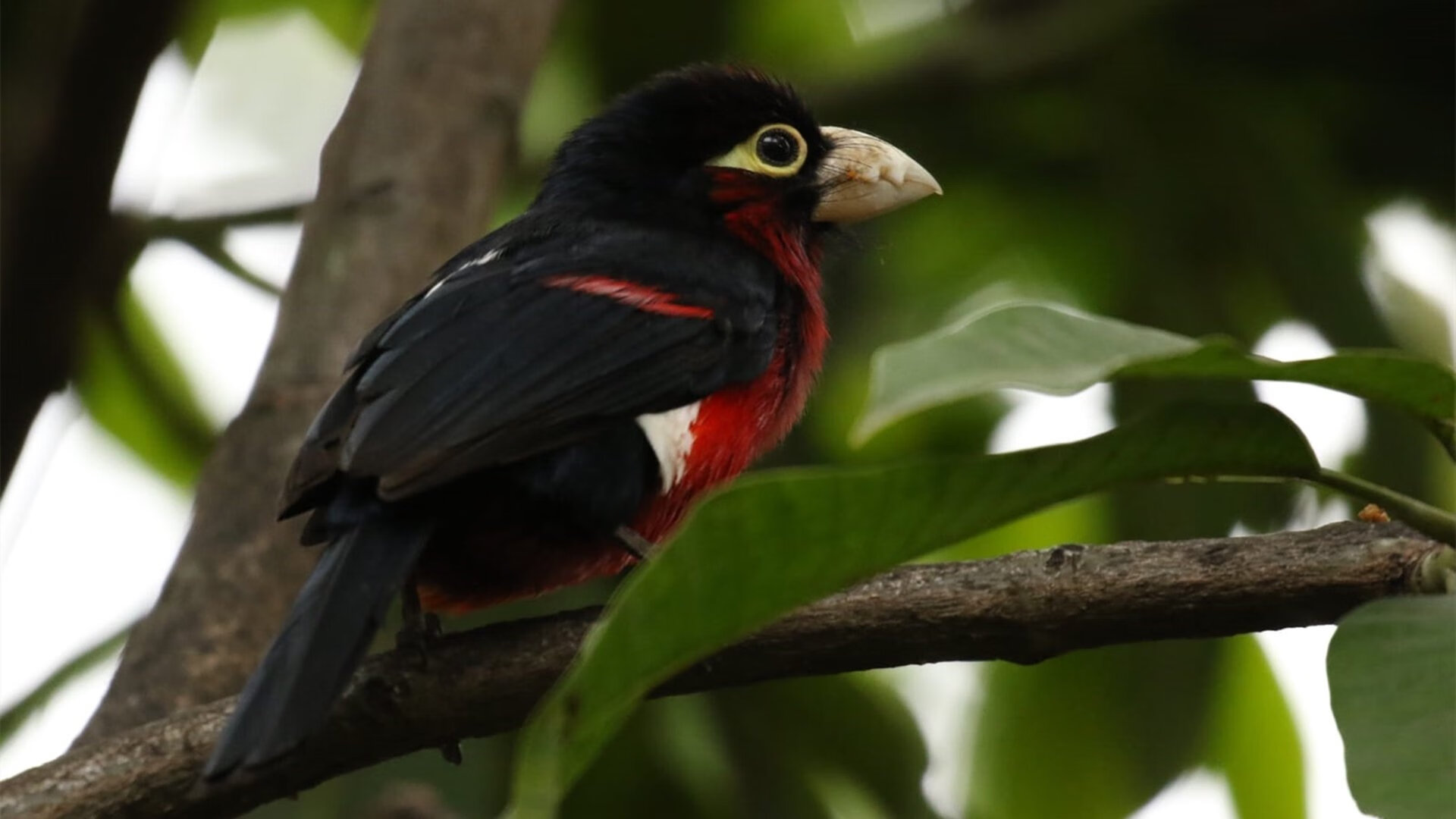 开云中国大陆-中超裁判执法公正，比赛竞争更为激烈，中超将出新裁判制度