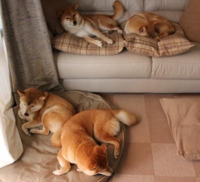 开云APP-争夺亚洲霸主，亚冠比赛强手如云，亚洲冠军赛