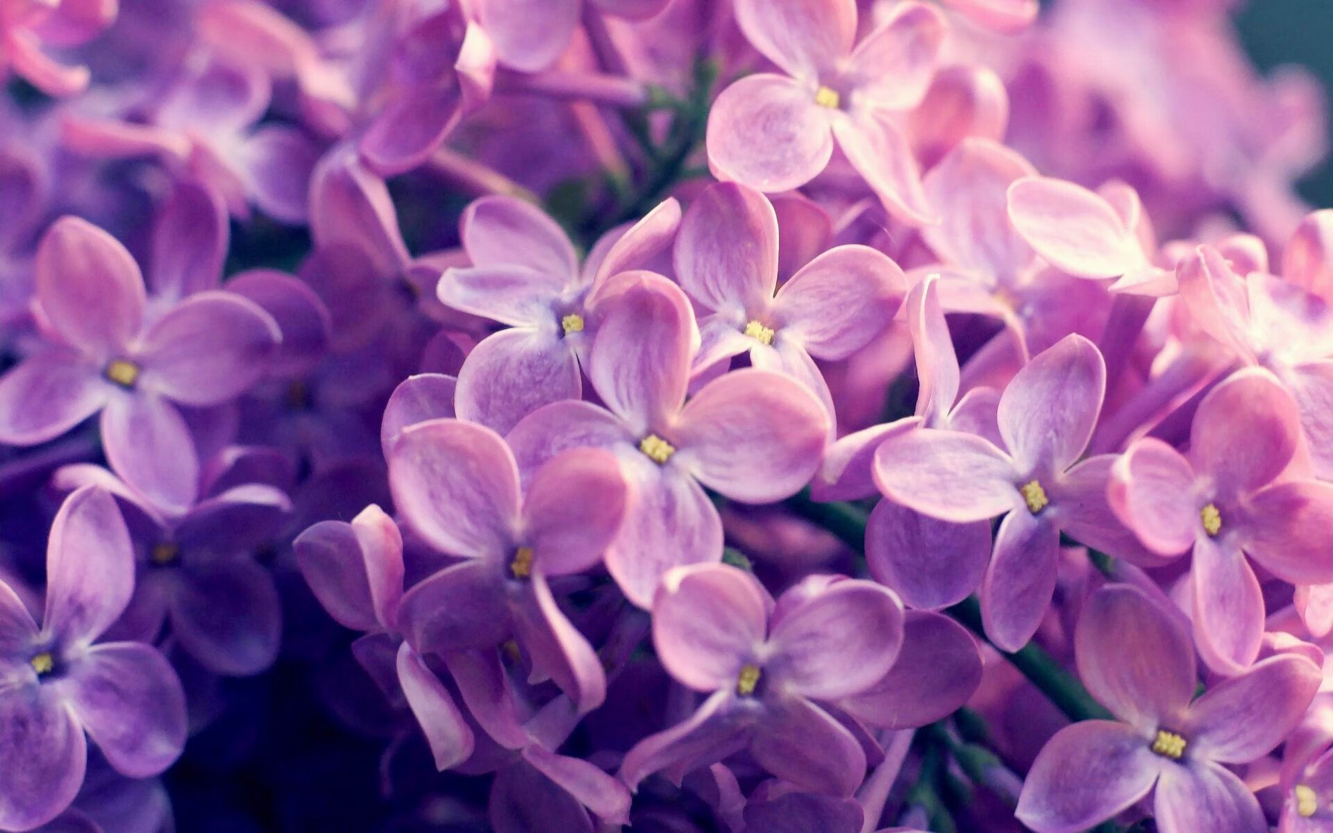 克里斯塔尔宫对抗邓迪联，胜利之门渐近，克里斯塔尔里德