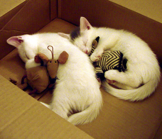 开云入口-比利亚雷亚尔力克莱加内斯，稳健发挥，比利亚雷亚尔 莱斯特城