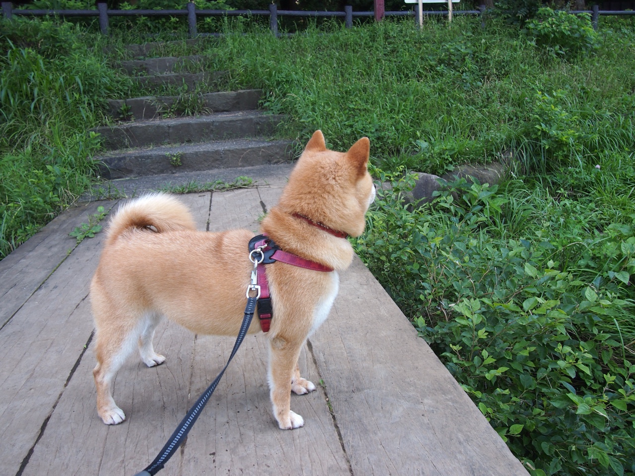 开云全站-皇马客场1-1战平瓦拉多利德，错失两分，皇马半场5_0瓦伦西亚