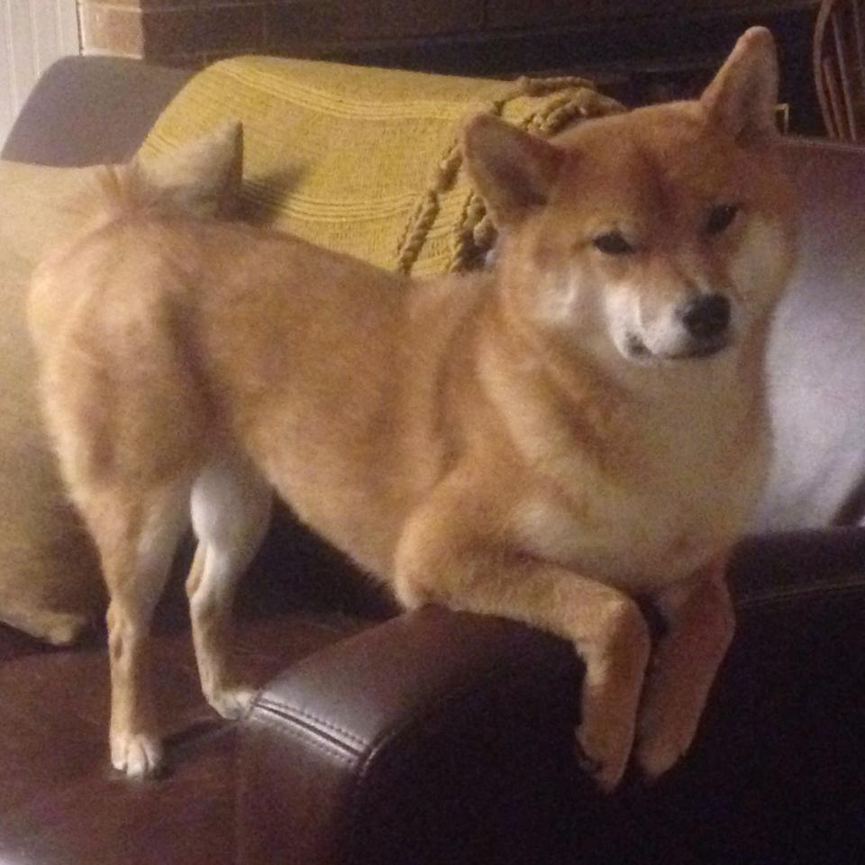 kaiyun.com-纽卡斯尔联主场2-1战胜切尔西，状态回暖，纽卡斯尔联vs切尔西比分预测