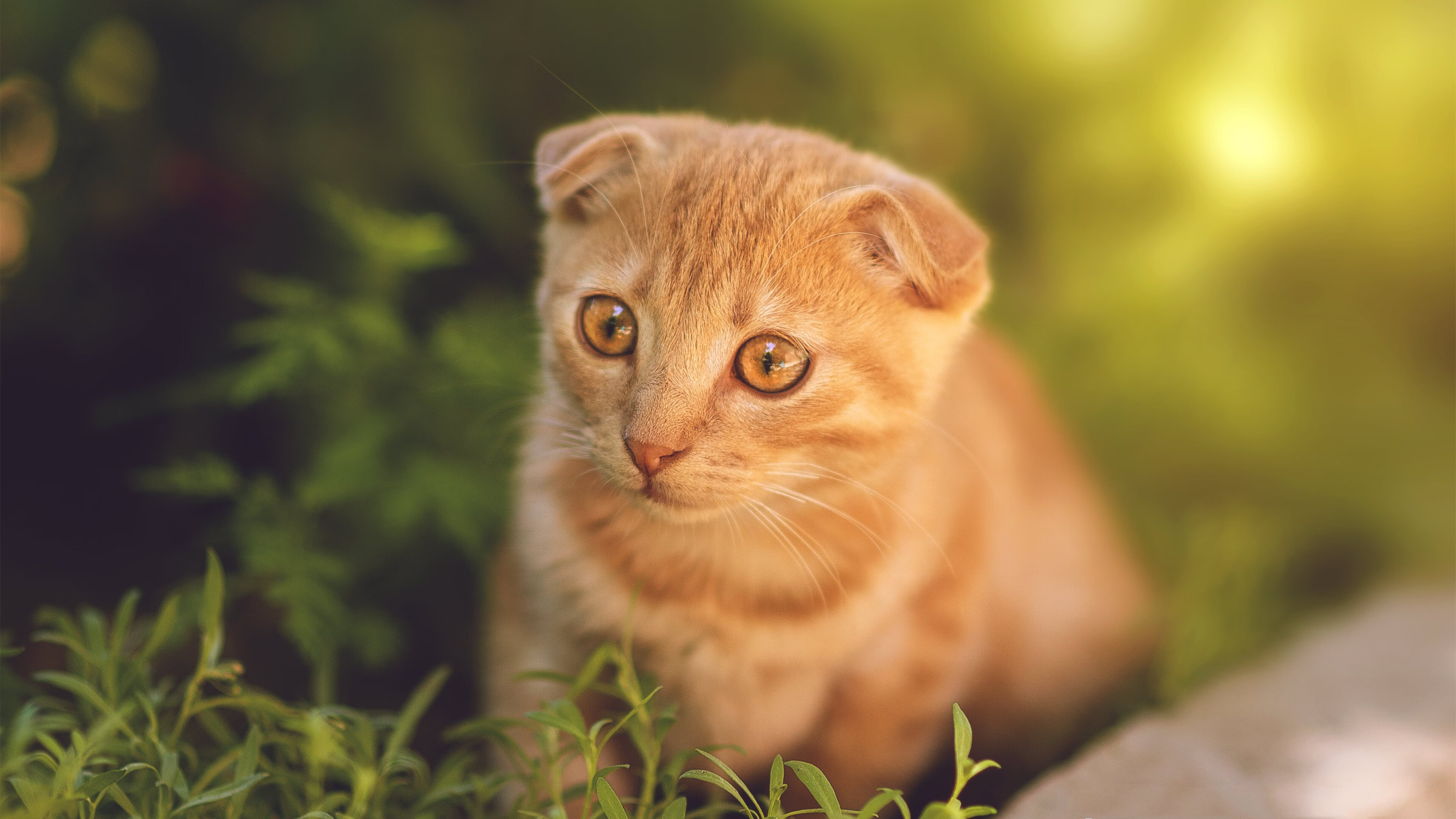 德甲俱乐部运营成本结构改革与投入回报统计,德甲球队盈利