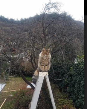 开云·体育全站登录地址-“胡利安·门德斯的突破性表现，打破阿根廷美洲狮队的进攻瓶颈”