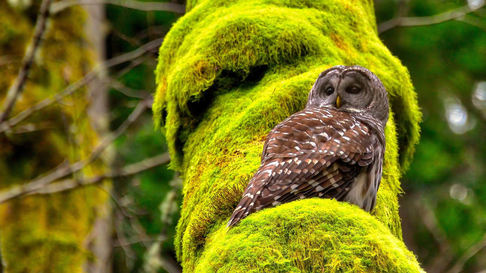 体育企业参与篮球公益计划赞助乡村学校训练装备,篮球公益营销策划方案