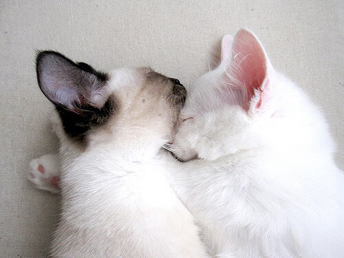 开云入口-新西兰全黑队的战术打法使其在比赛中屡屡获得主动，新西兰全黑战舞视频